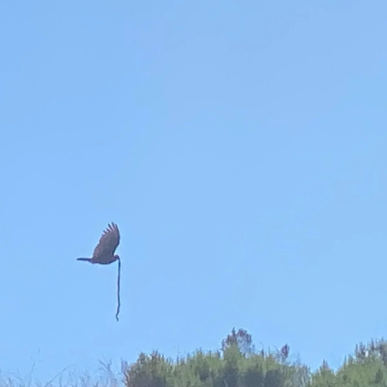 I finally witnessed a bird with what looks to be a live snake for dinner.  I know this happens all the time but I&rsquo;ve never witnessed it.

Maybe we should go play the lottery.