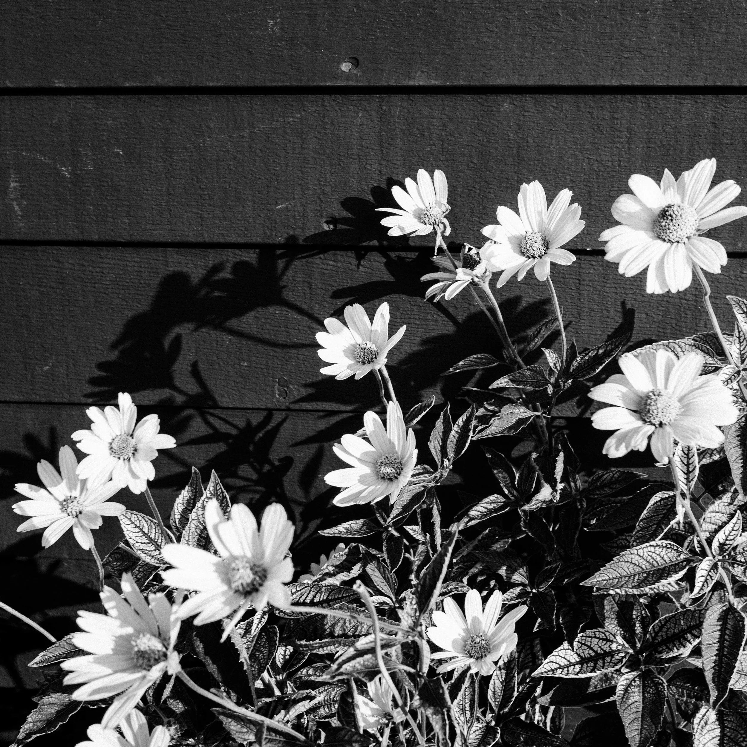 Daisies inthe Sun