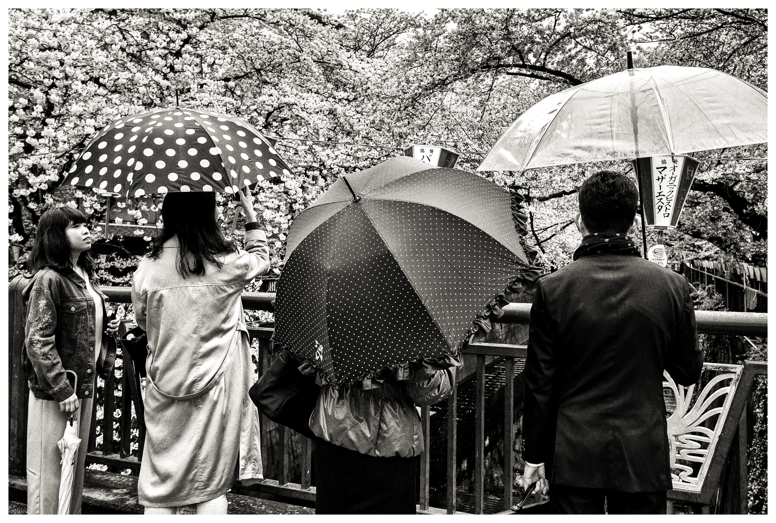 Umbrellas Blossom