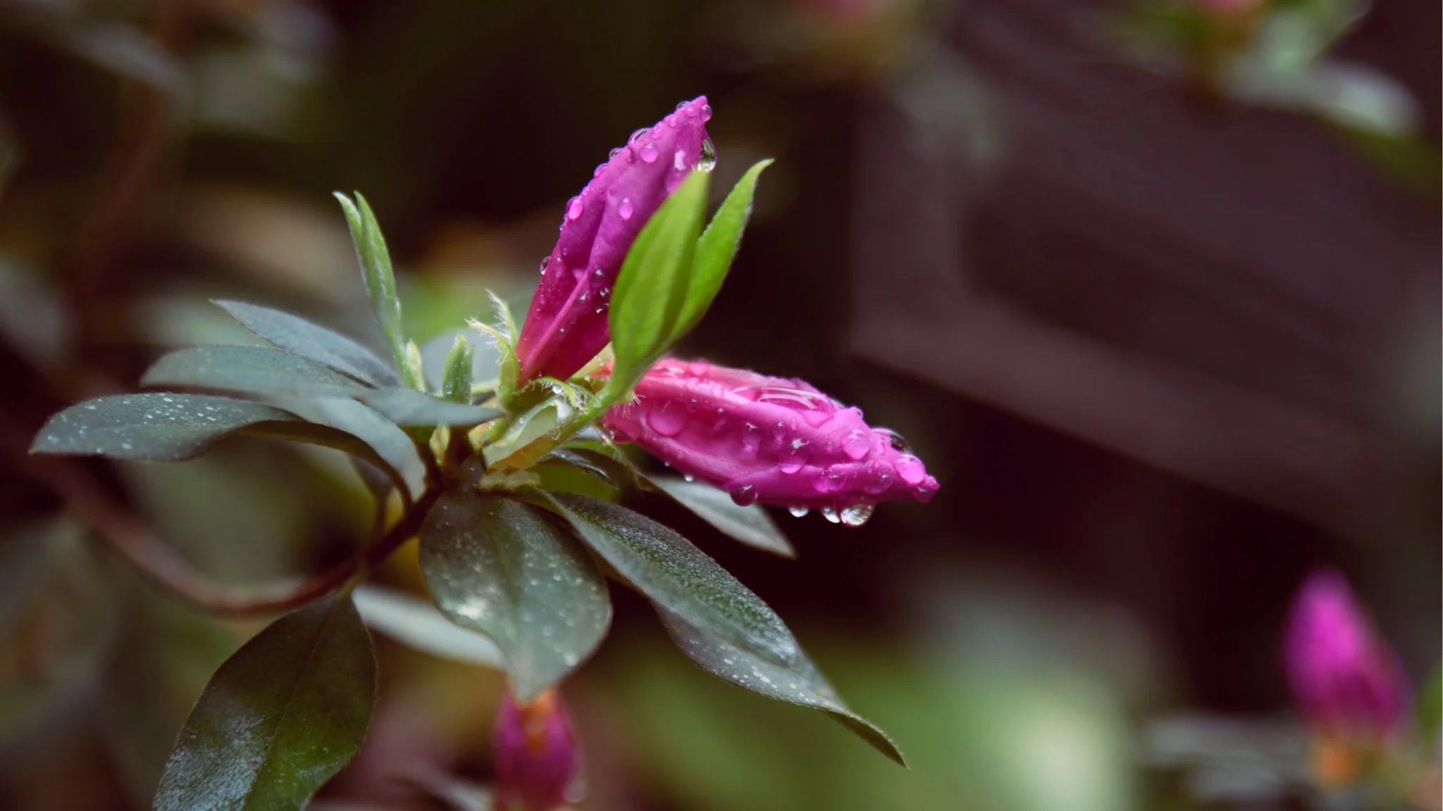 20170228-DSC_8337-Edit-Edit.jpg