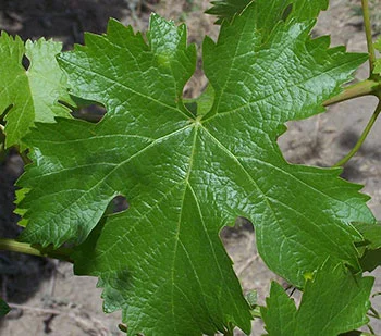 cabernet franc leaf