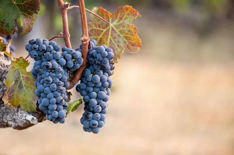 cabernet-franc.jpg