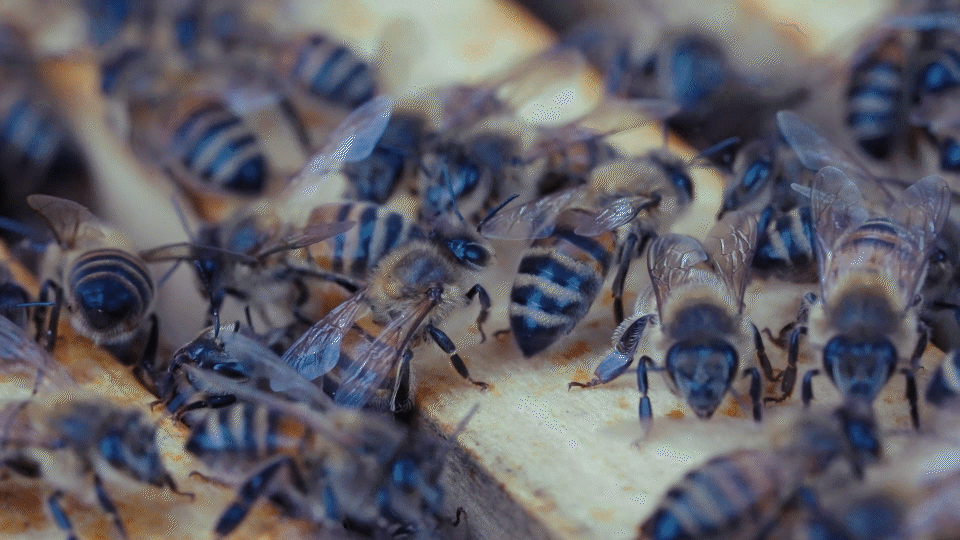 CAN BEES SAVE LIVES.gif