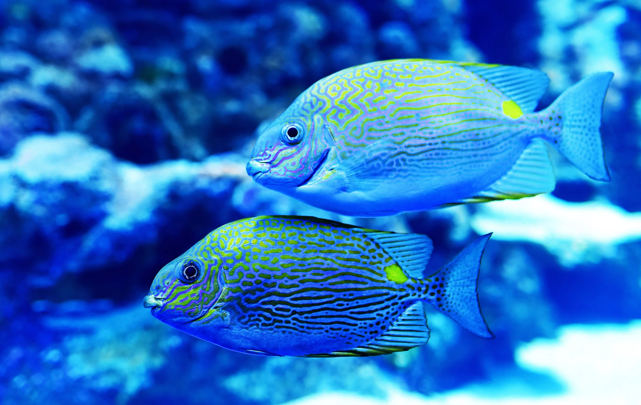 Fish where the fish are:  How smart companies use managers to communicate change