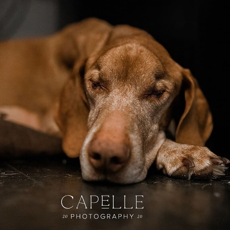 Is Monday over yet?
.
.
.
.
.
#capellephotography #vizslalove #vizsla #vizslasofinstagram #puppylove