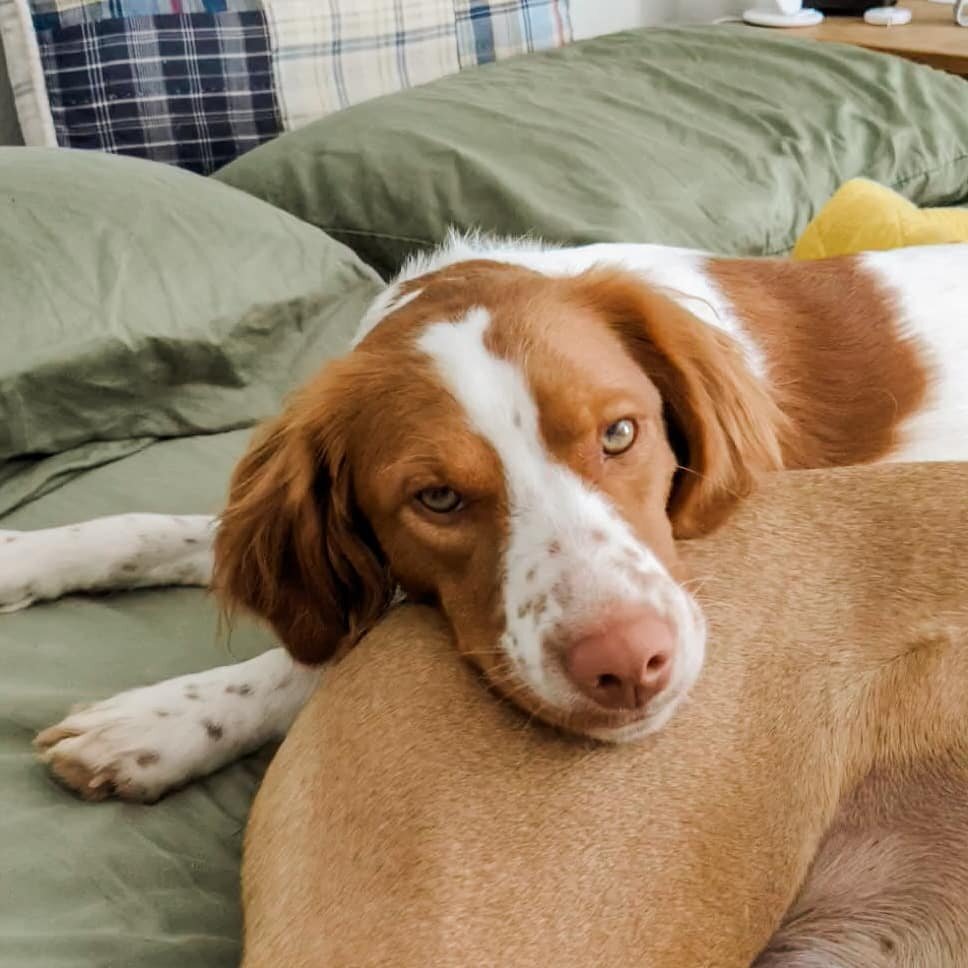 Brothers make the best pillows.
.
.
.
.
#brittanyspaniel #daisyflowerqueen #puppylove #documentinglife