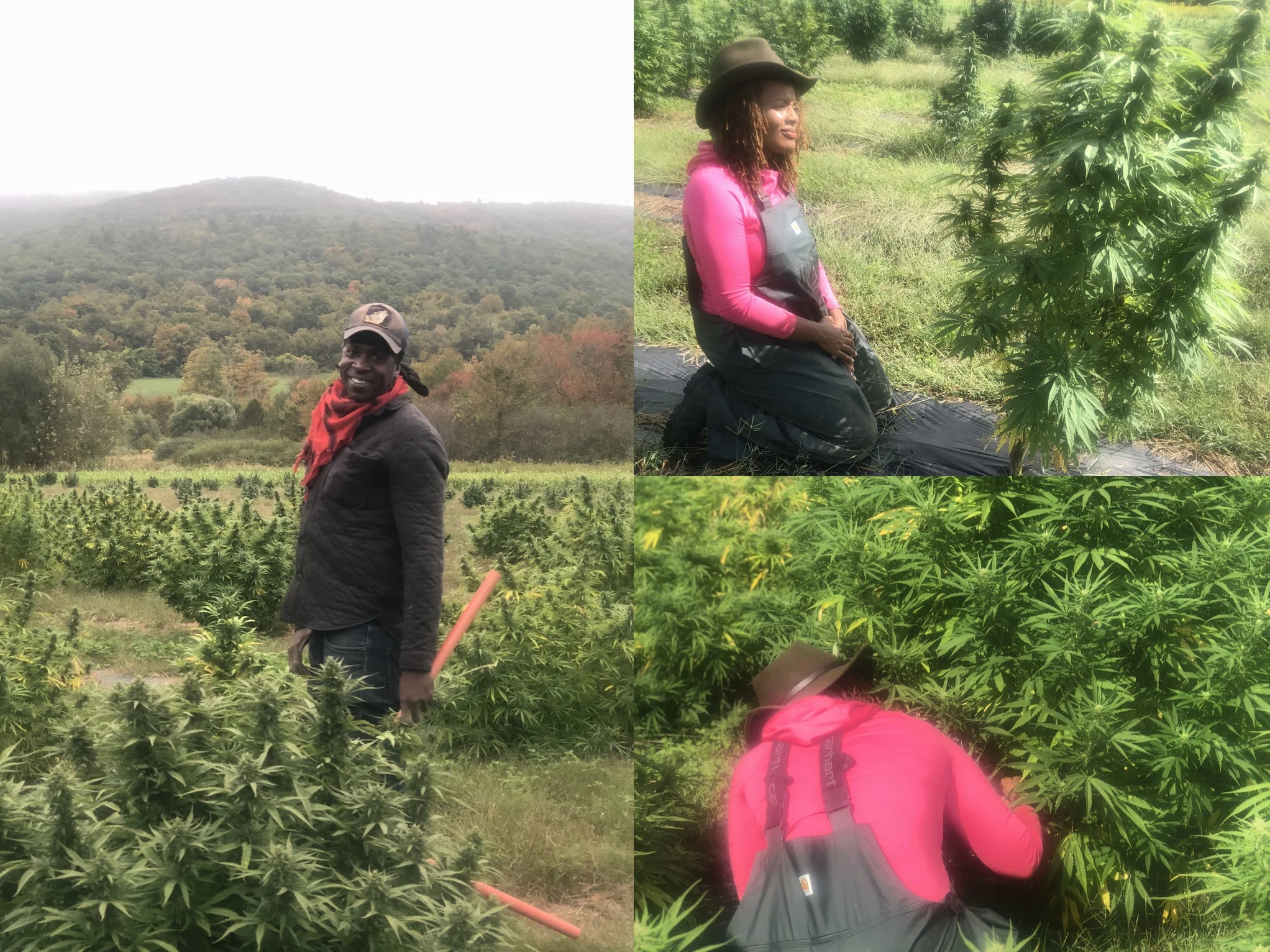 Craft cannabis farming.png
