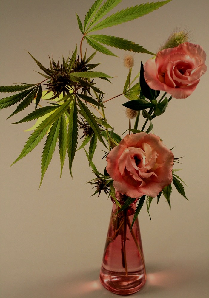 1540575066-starflowers-kathleenmarie-01.jpg