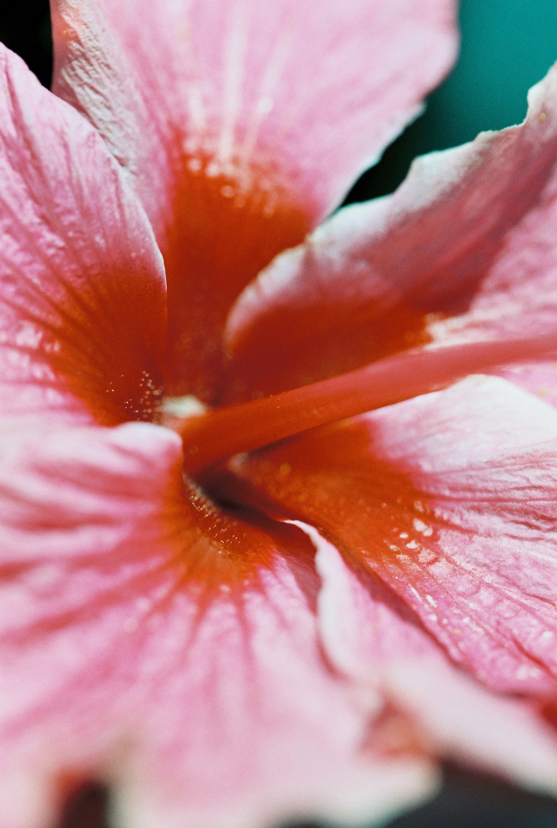 Wildflower