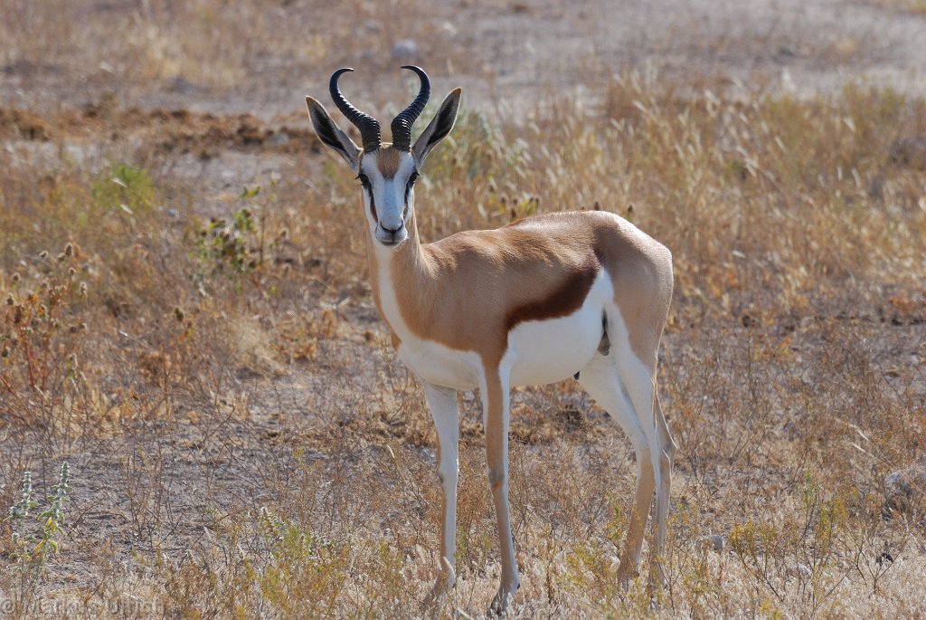 namibia_2690.jpg