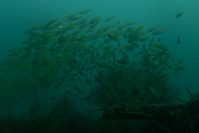 Fish-swarm.jpg