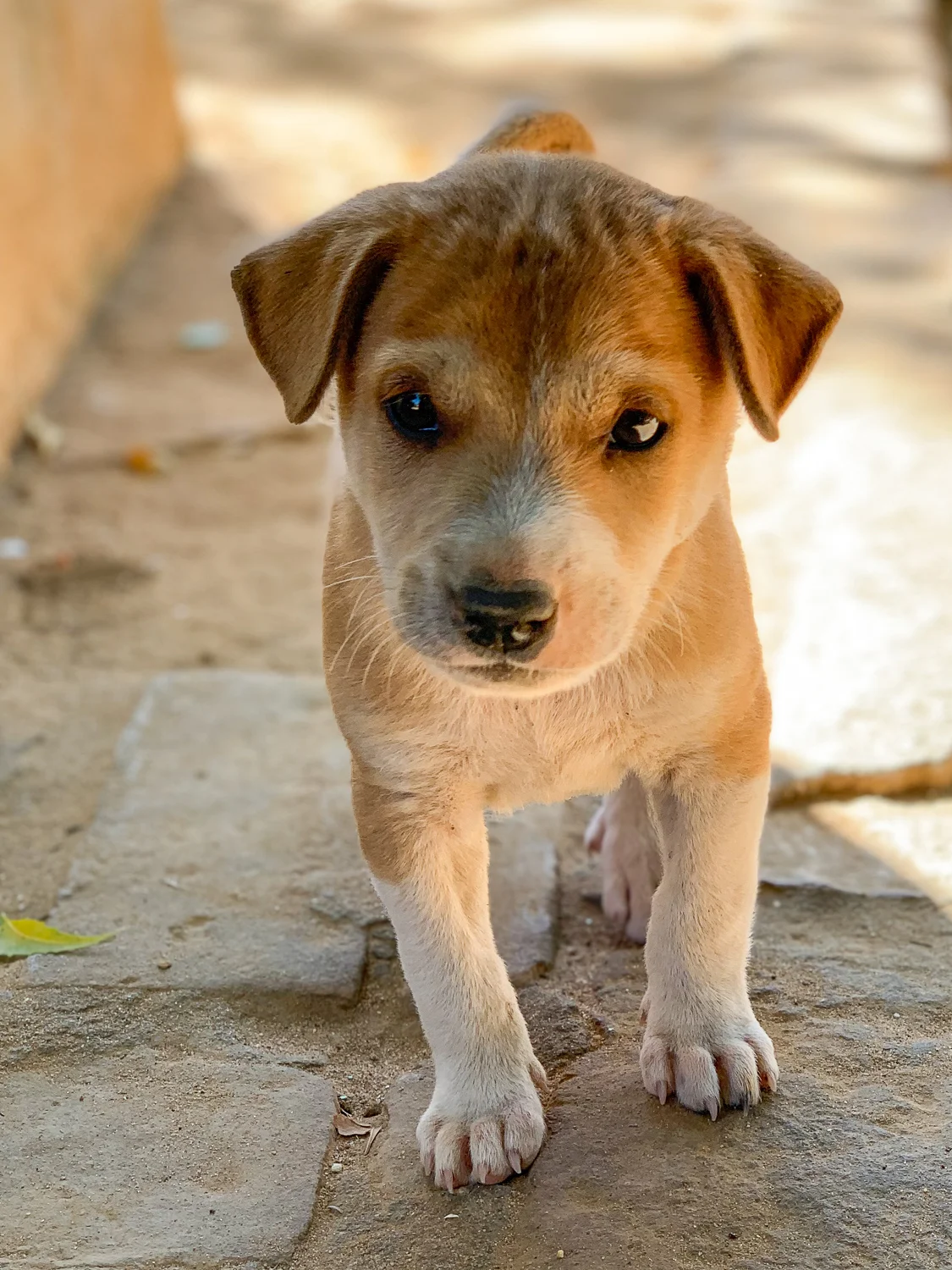 Cute puppy playing at Kyat Kan Kyaung Monastery next to Nana Pyunnyar Temple in Bagan.