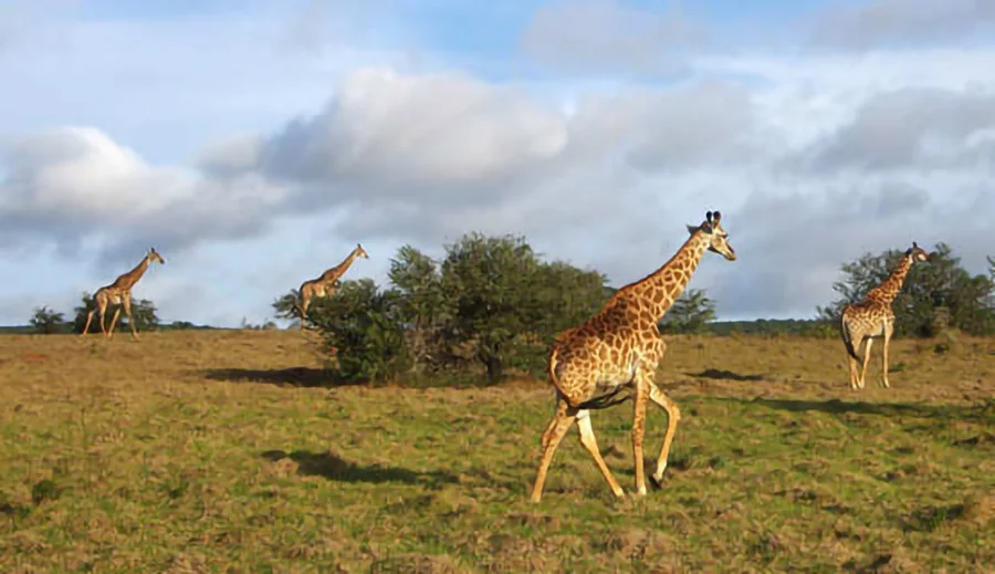 kariega-game-reserve10.jpg