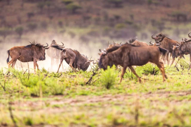 nambiti-hills-safari20.jpg
