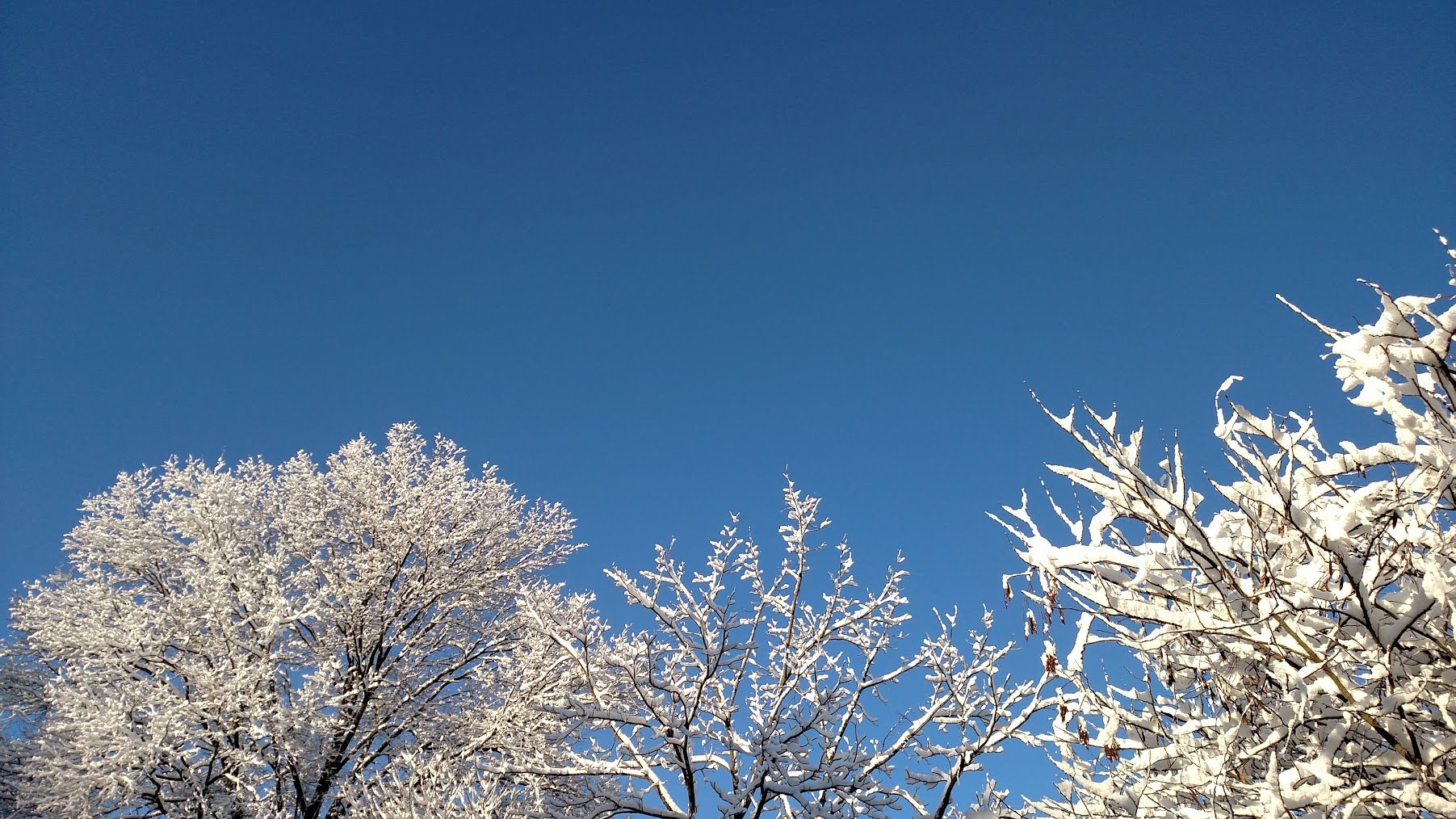 jarvie_beth_frosted.jpg
