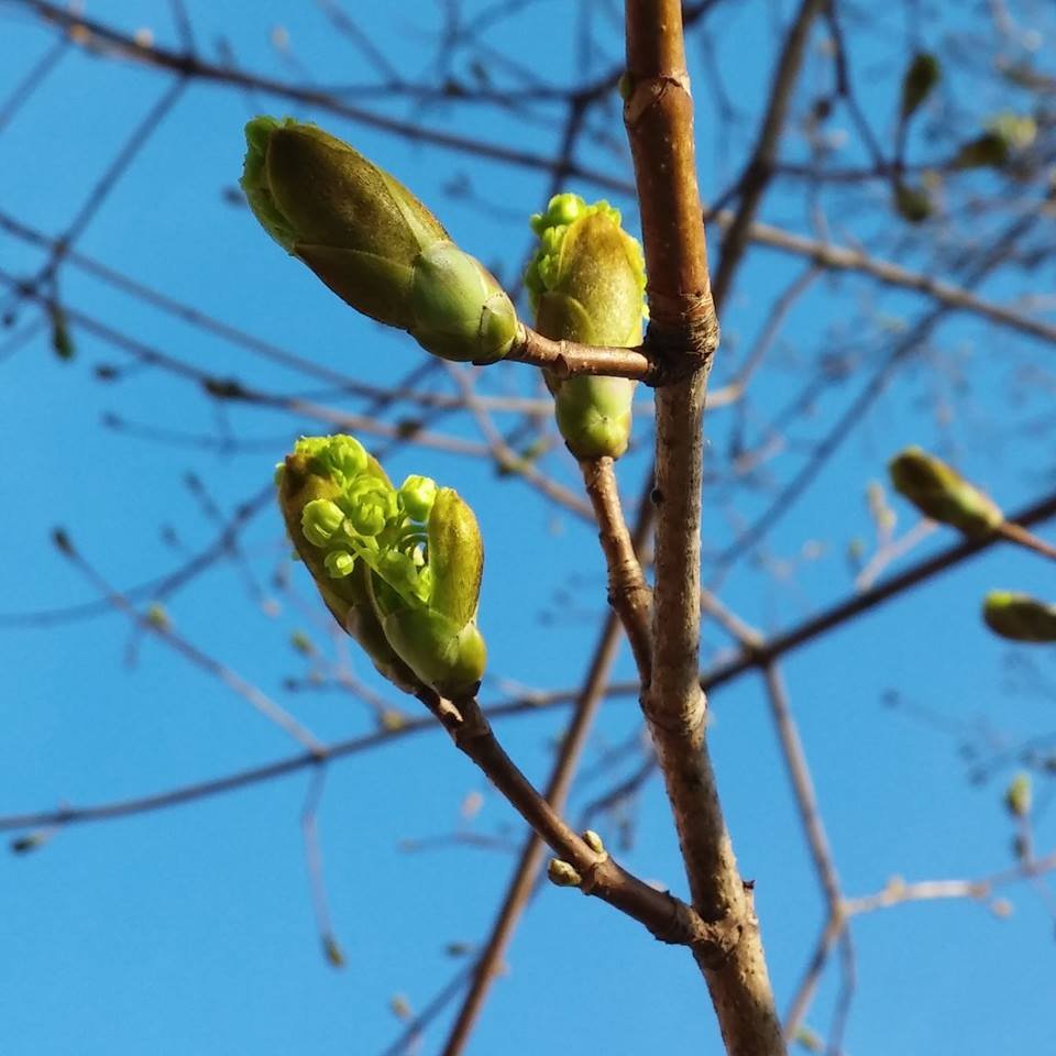 jarvie_beth_spring.jpg