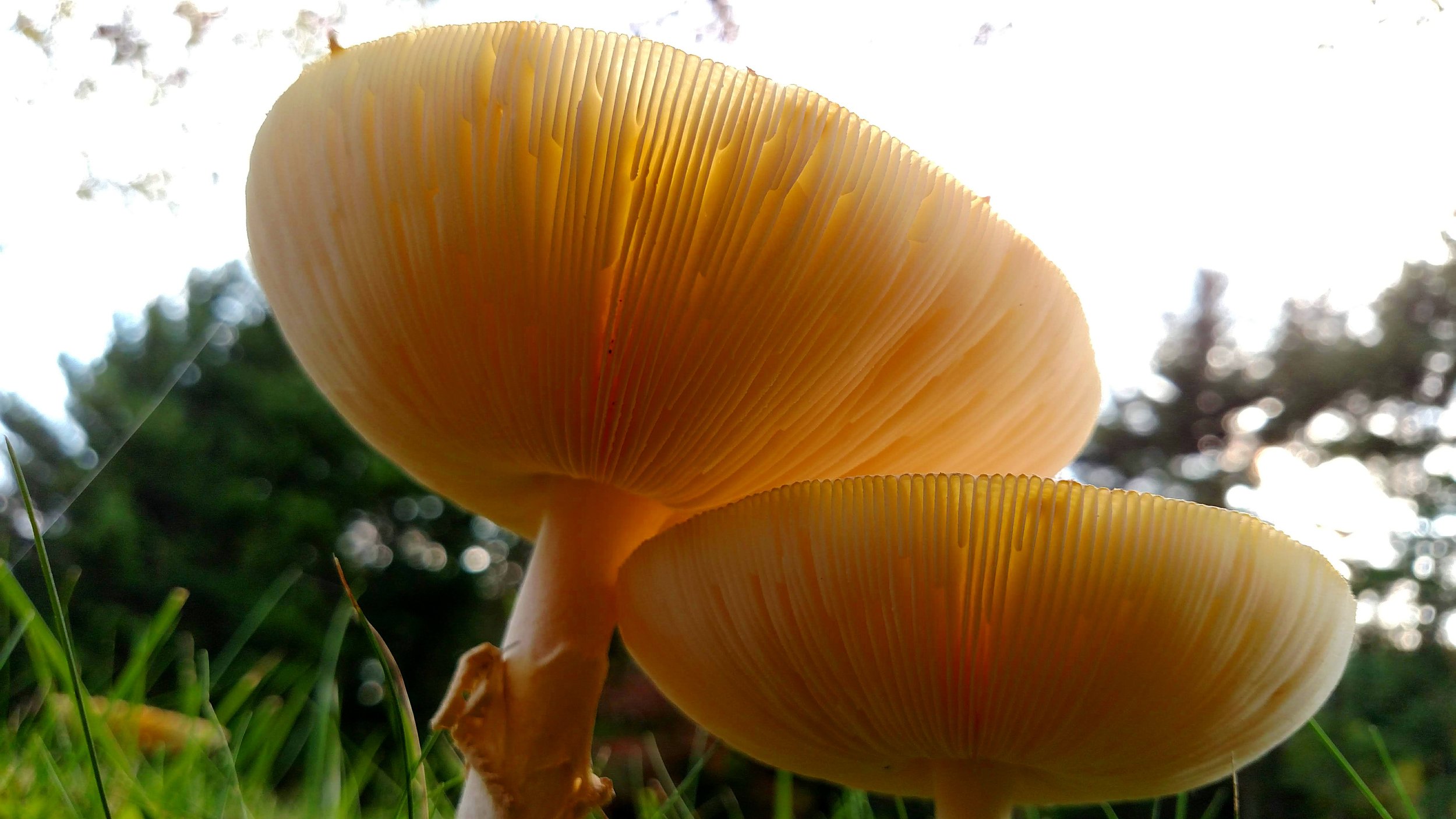 D70A5090-7AB2-4BC9-BD31-BCDF5F40A509.jpg