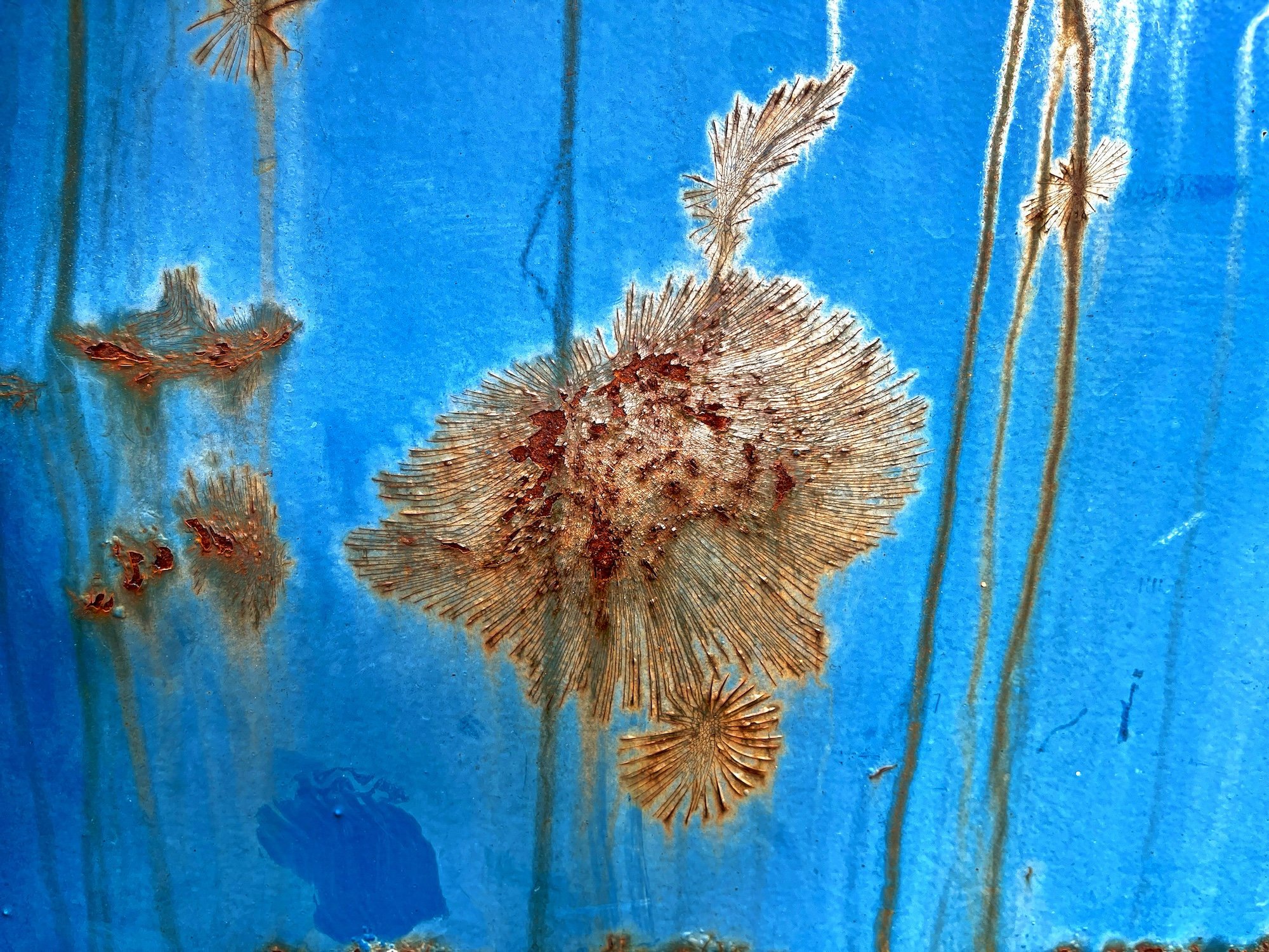 bethEjarvie_flora_GicleeDeepMatte_8x8_sm.jpeg
