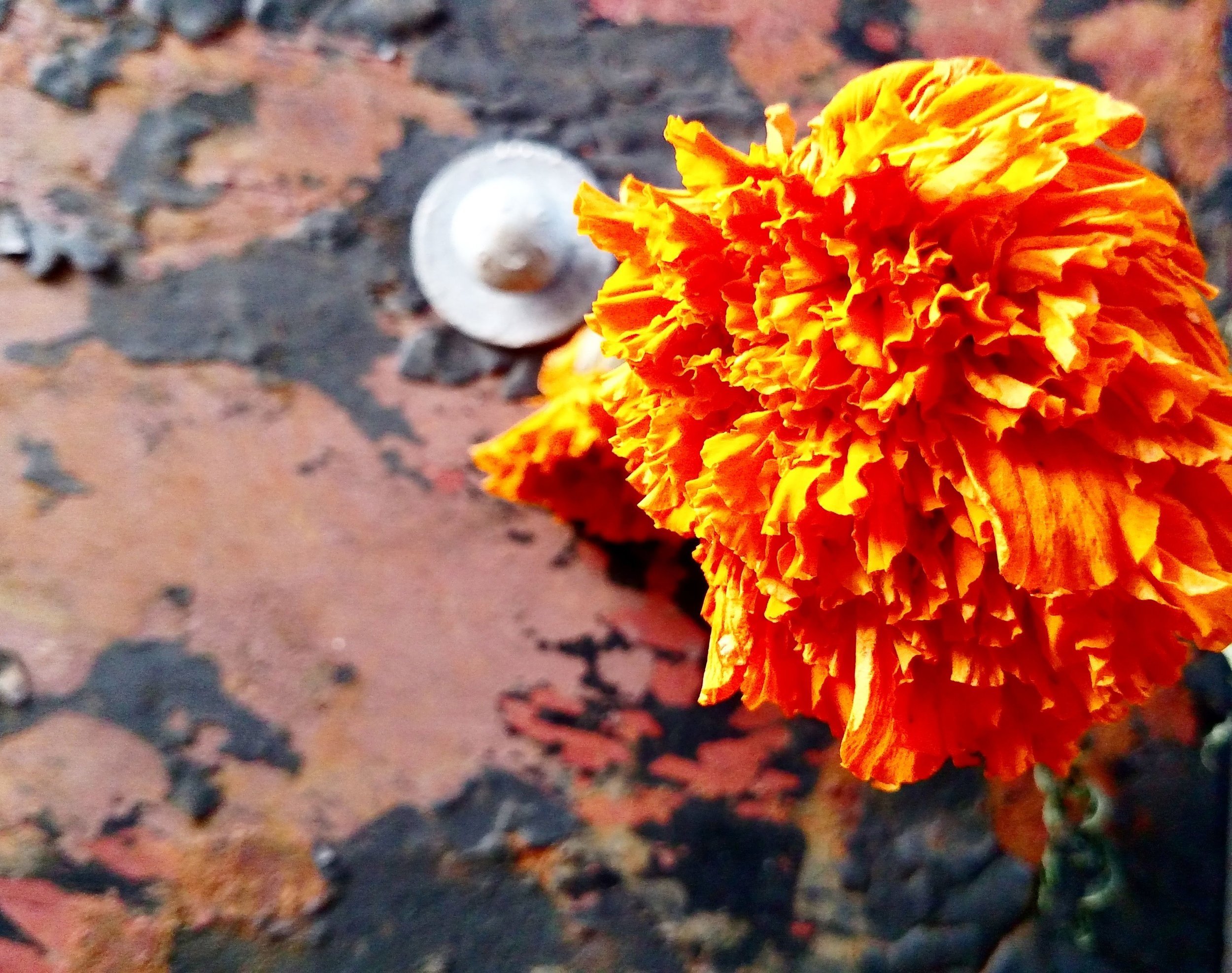 Snapshots of Fall