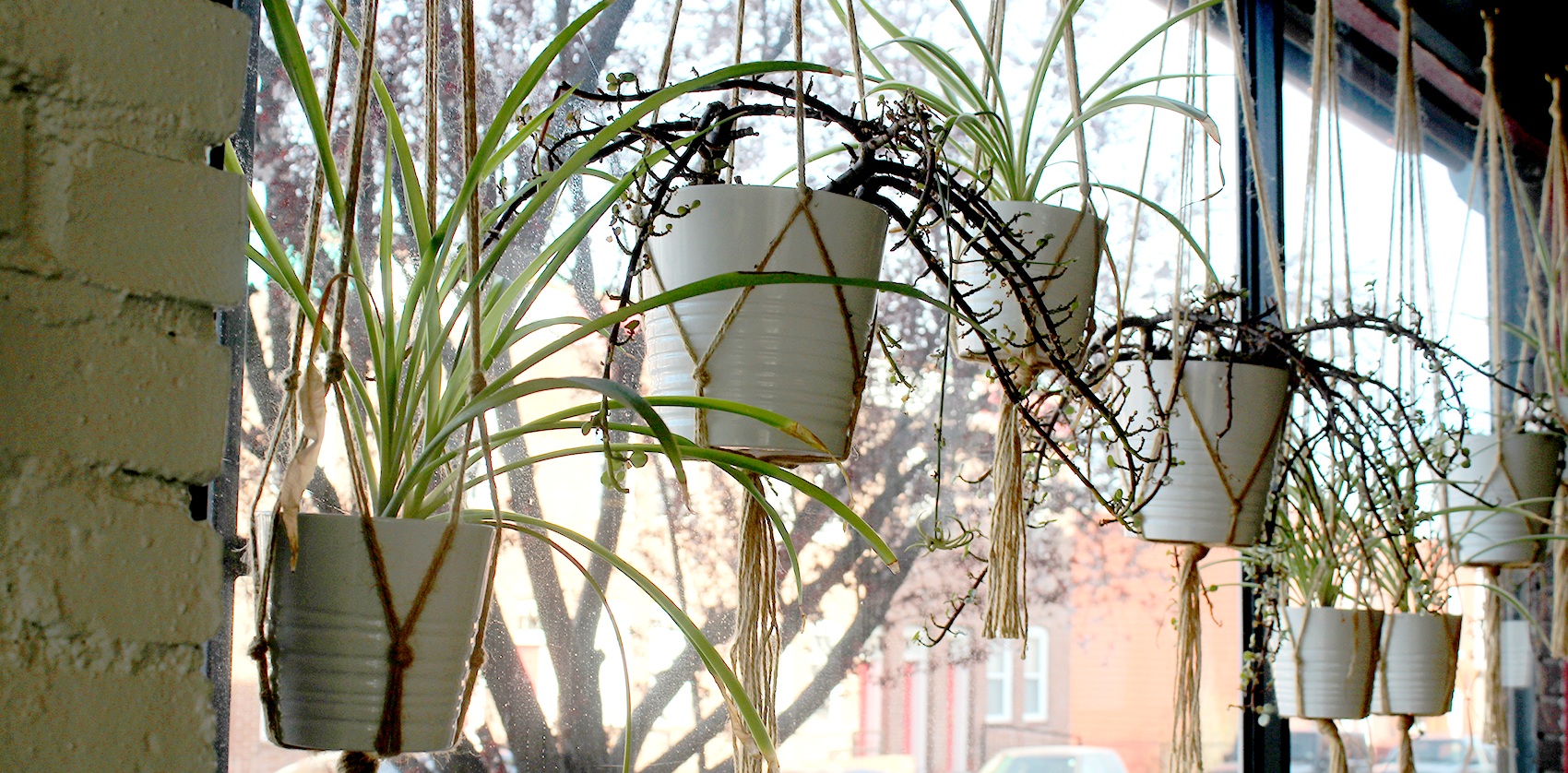 hanging-plants.jpg