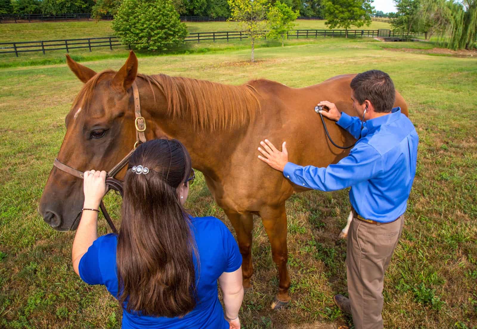 vet-conducting-prepurchase-exam.jpg
