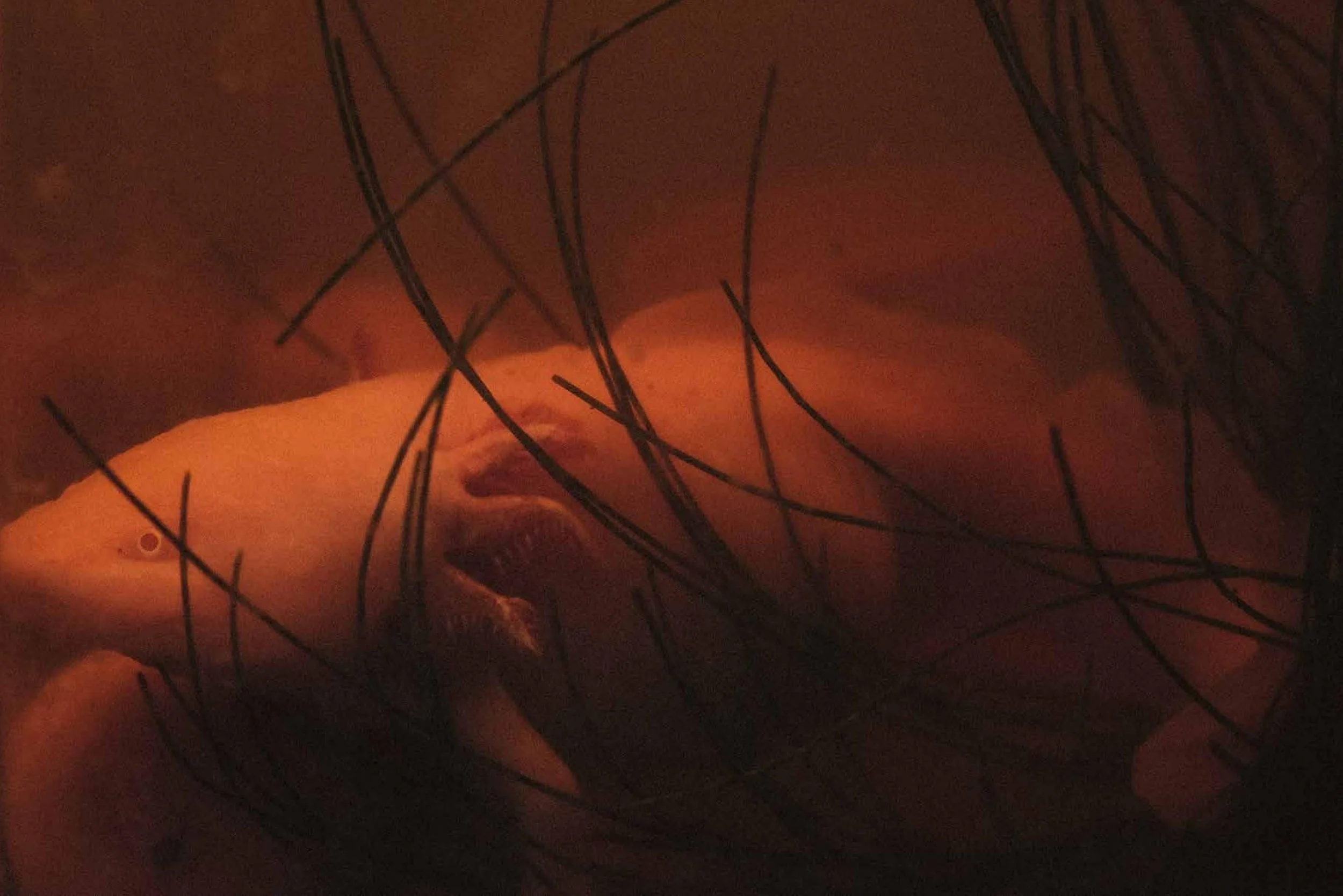 a-caged-dog-barks-the-fiercest-photobook-opening-image-ryan-otoole-collett.jpg