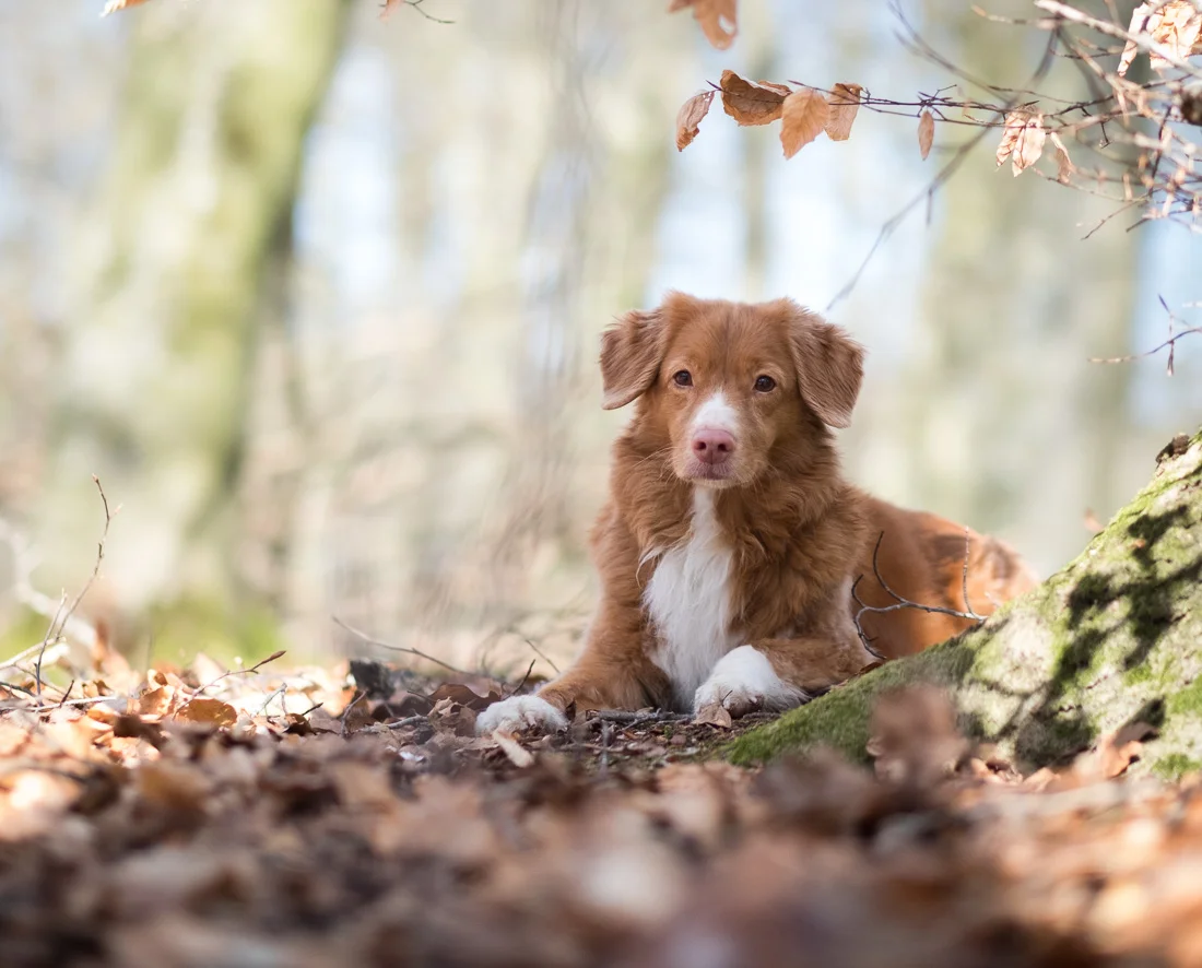 Lär dig ljus: mjukt ljus för mjuka porträtt