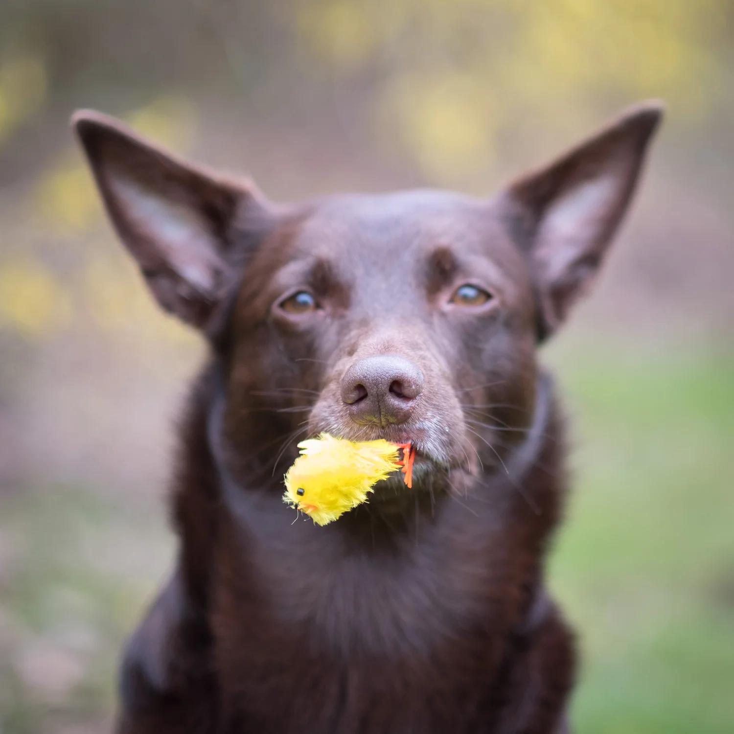 Hunden som modell: hålla något i munnen