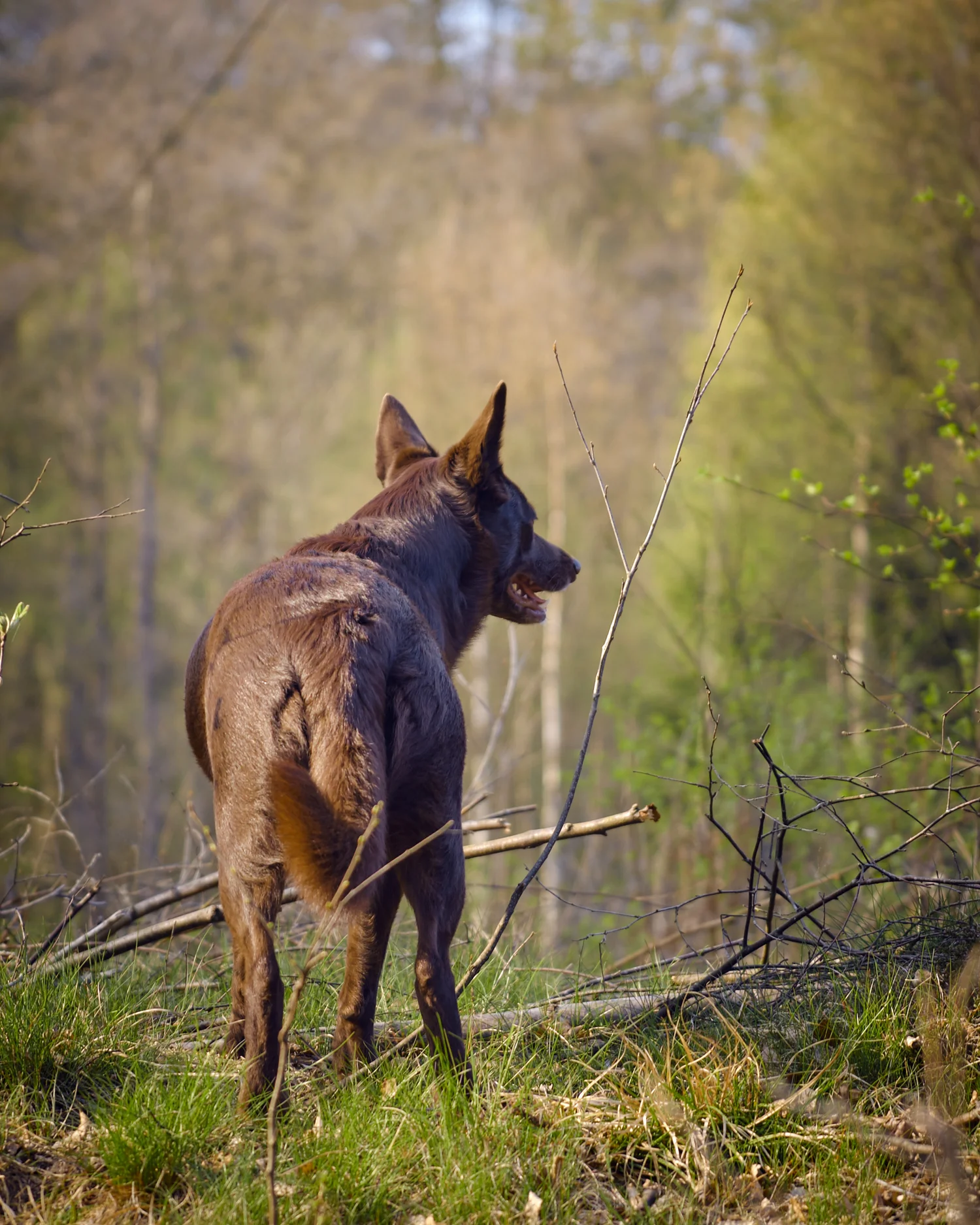 Hunden som modell: titta på belöningen