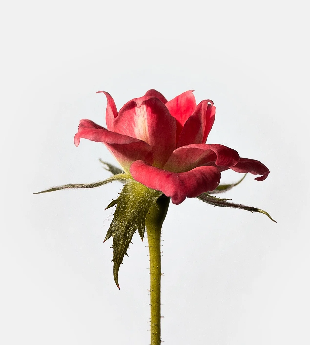Photo by Felipe Correia on Unsplash