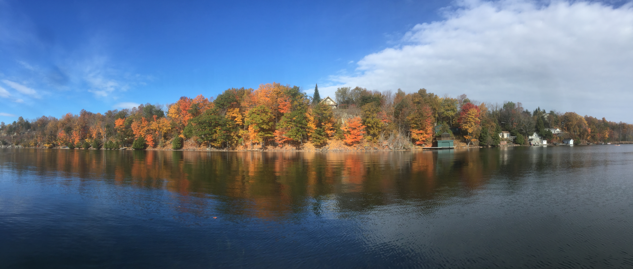 Fall near Wildflower Lane