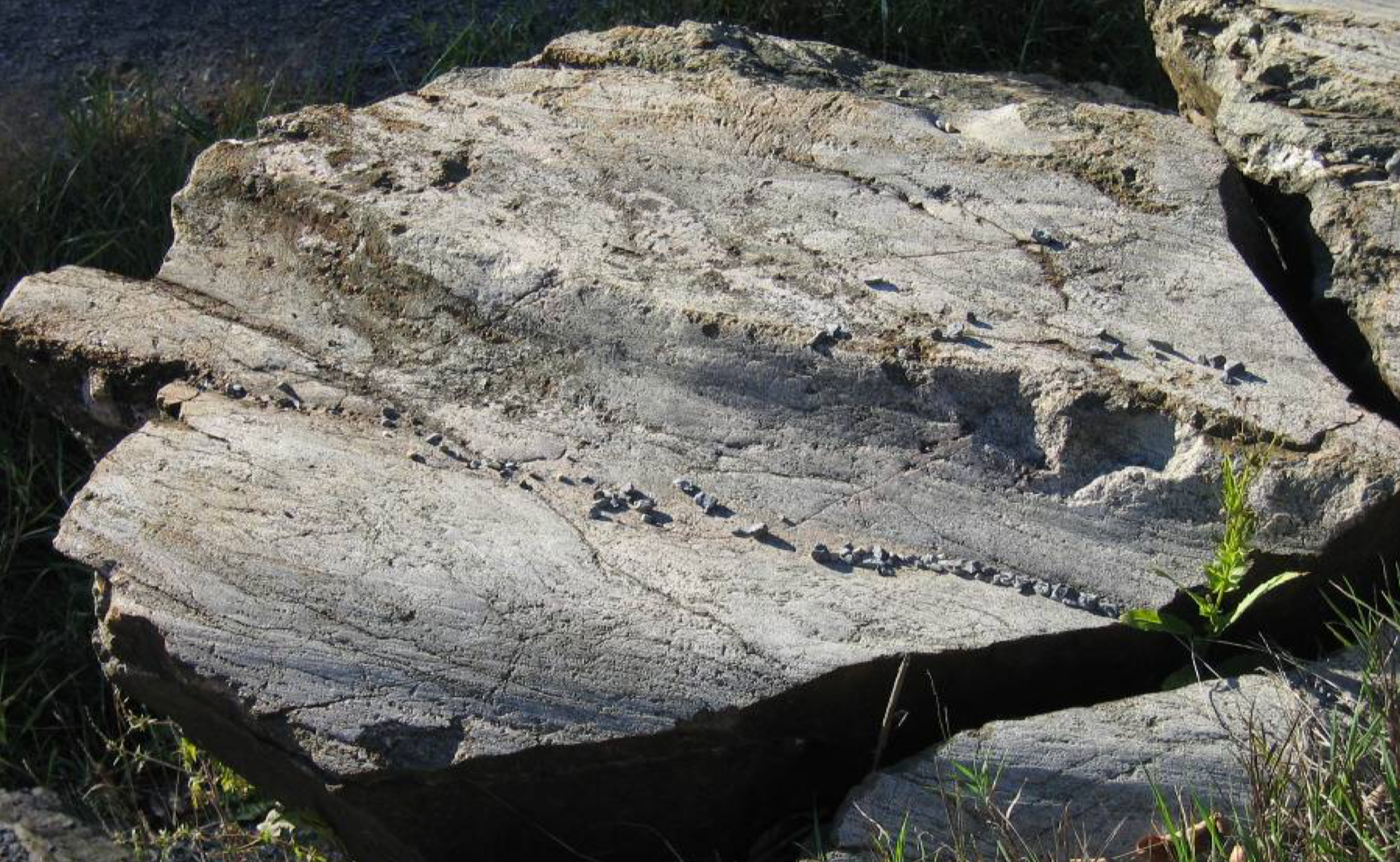 Figure 4: Small linear grooves on an outcrop surface south of Perth Road Village. Pebbles are aligned NESW in the bottom of a larger groove. Commonly, the grooves have few, if any, glacial striations (scratches) showing that they are relatively late glacial features.