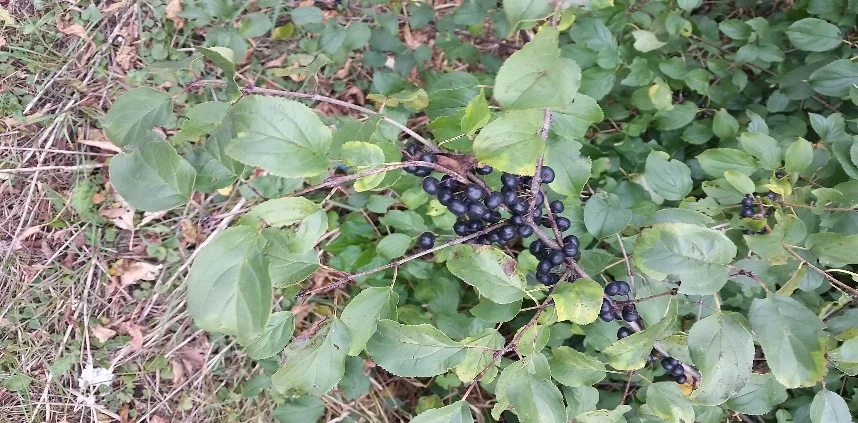 Buckthorn