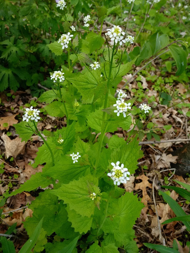 Garlic Mustard, second year’s growth.