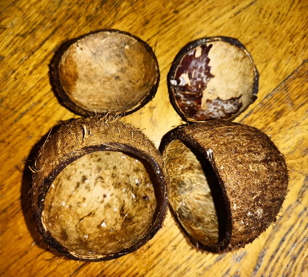 The coconut flesh has been removed.
