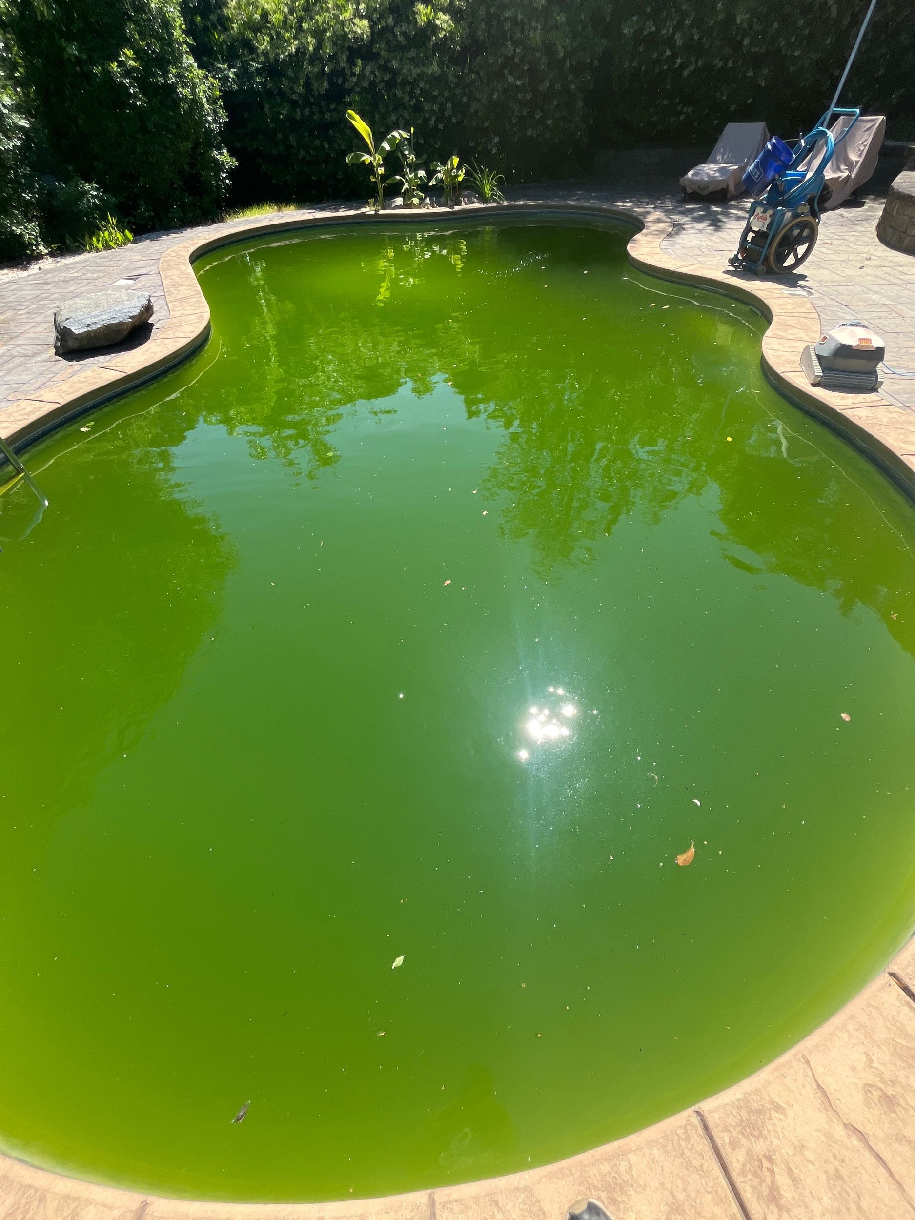 Will Summer Green.jpg