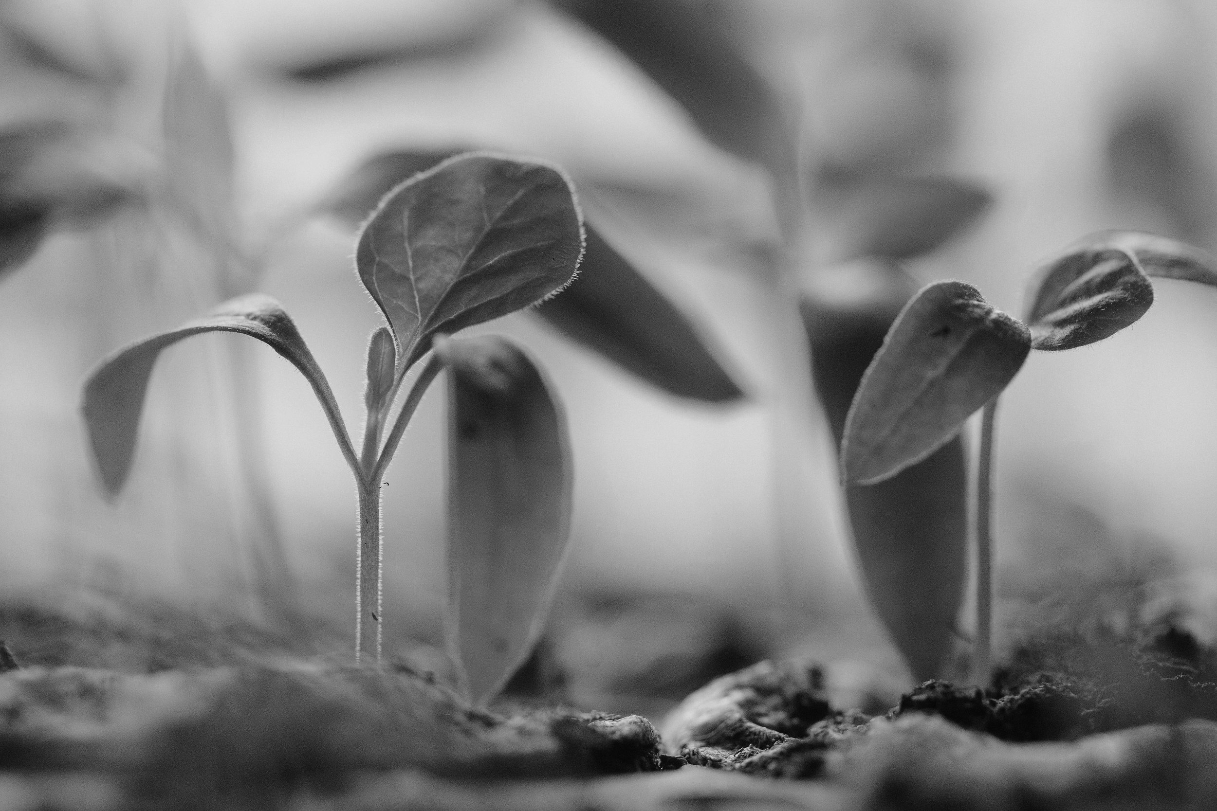 Growth Strategies