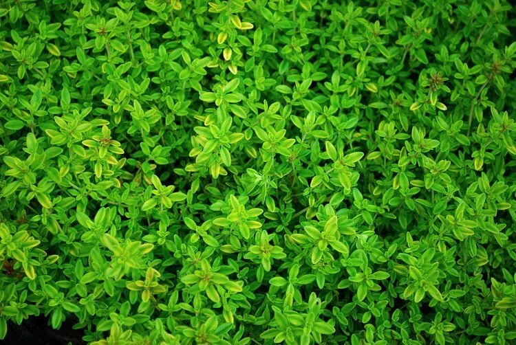 amazon-lights-ingredients-4.jpg