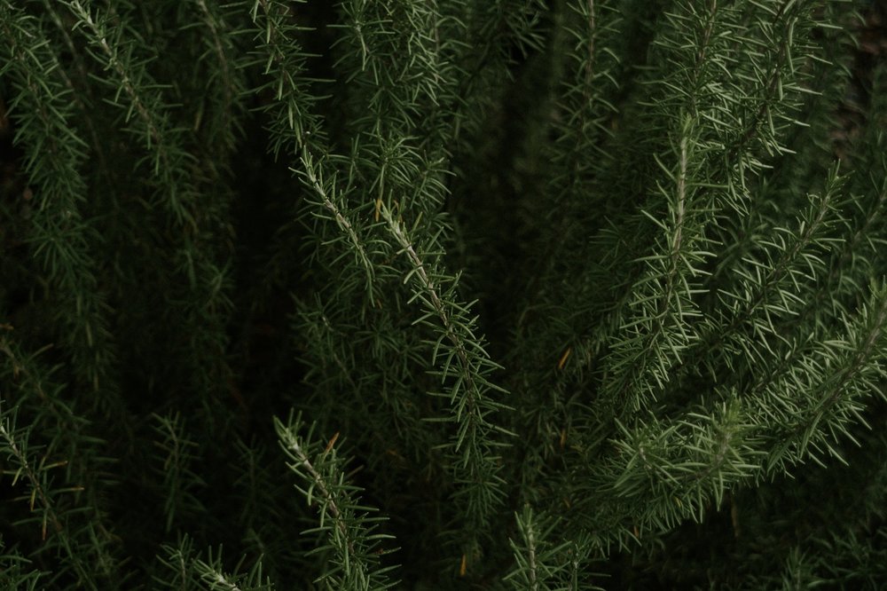 1d106-rosemary.jpeg