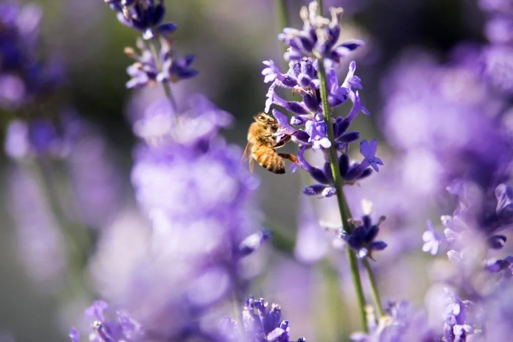 ae394-lavendar.jpeg