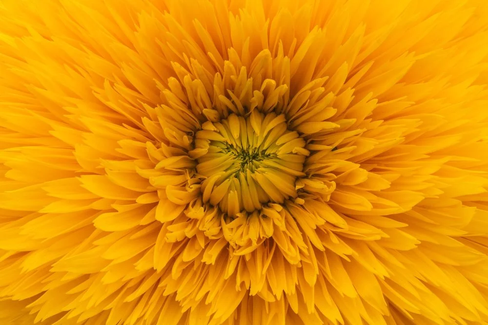d44ae-marigold.jpeg