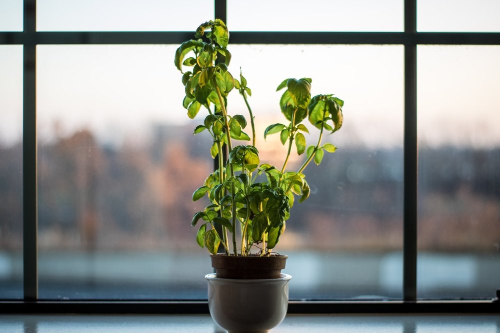 f9cc9-basil.jpeg