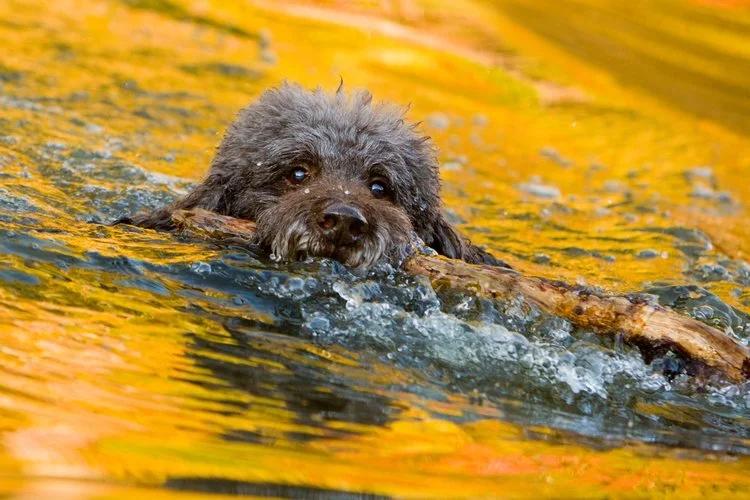murphy-dog.jpg