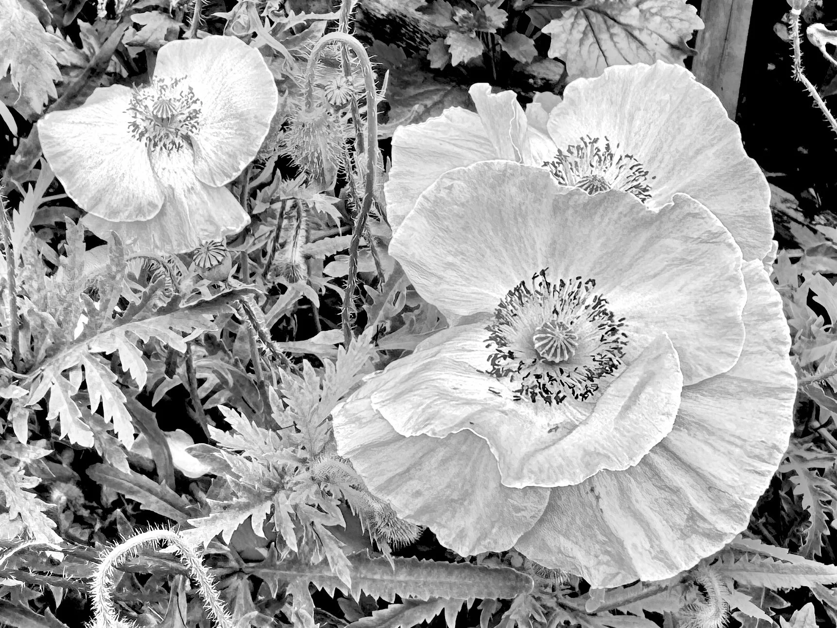 Rose of Sharon, South Portland, ME, 2025