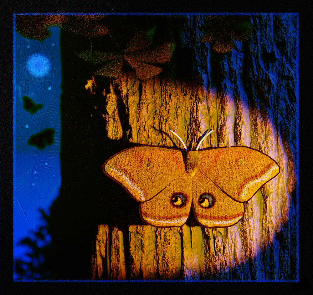 polyphemus moth.png