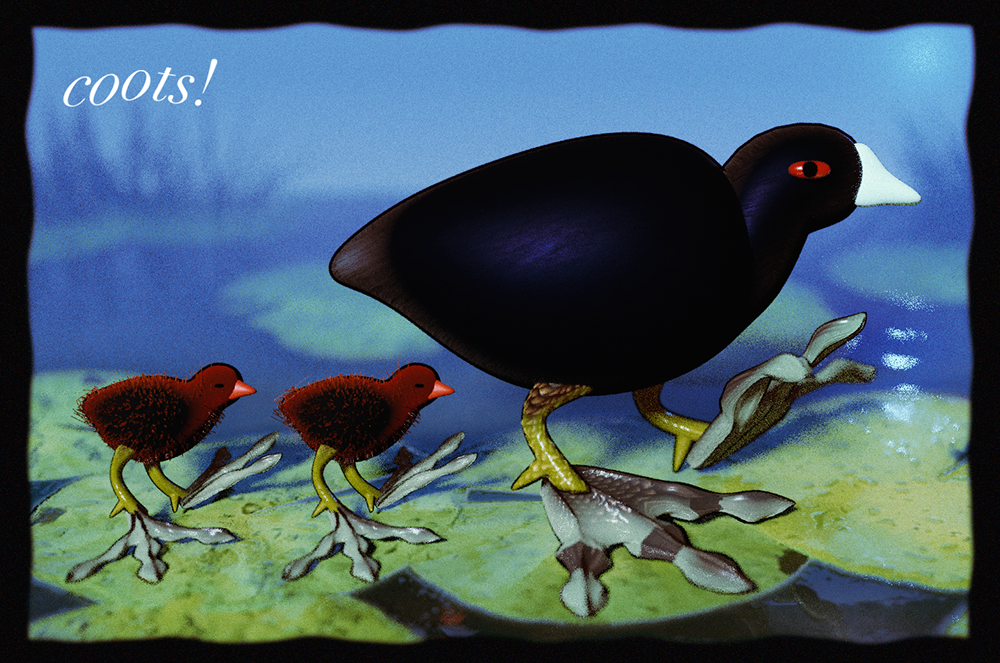 coot.png