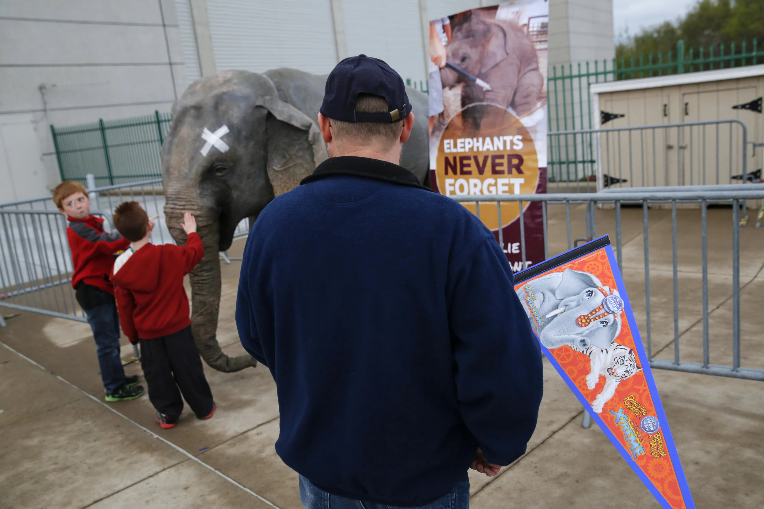 A circus attendee watches on as his sons pet an elephant in a display set up by PETA outside the circus’ entrance. The decision to retire the elephants was largely in part due to PETA’s campaign against the circus for their use of elephant. Protests like this were constant features at Ringling Circus’.