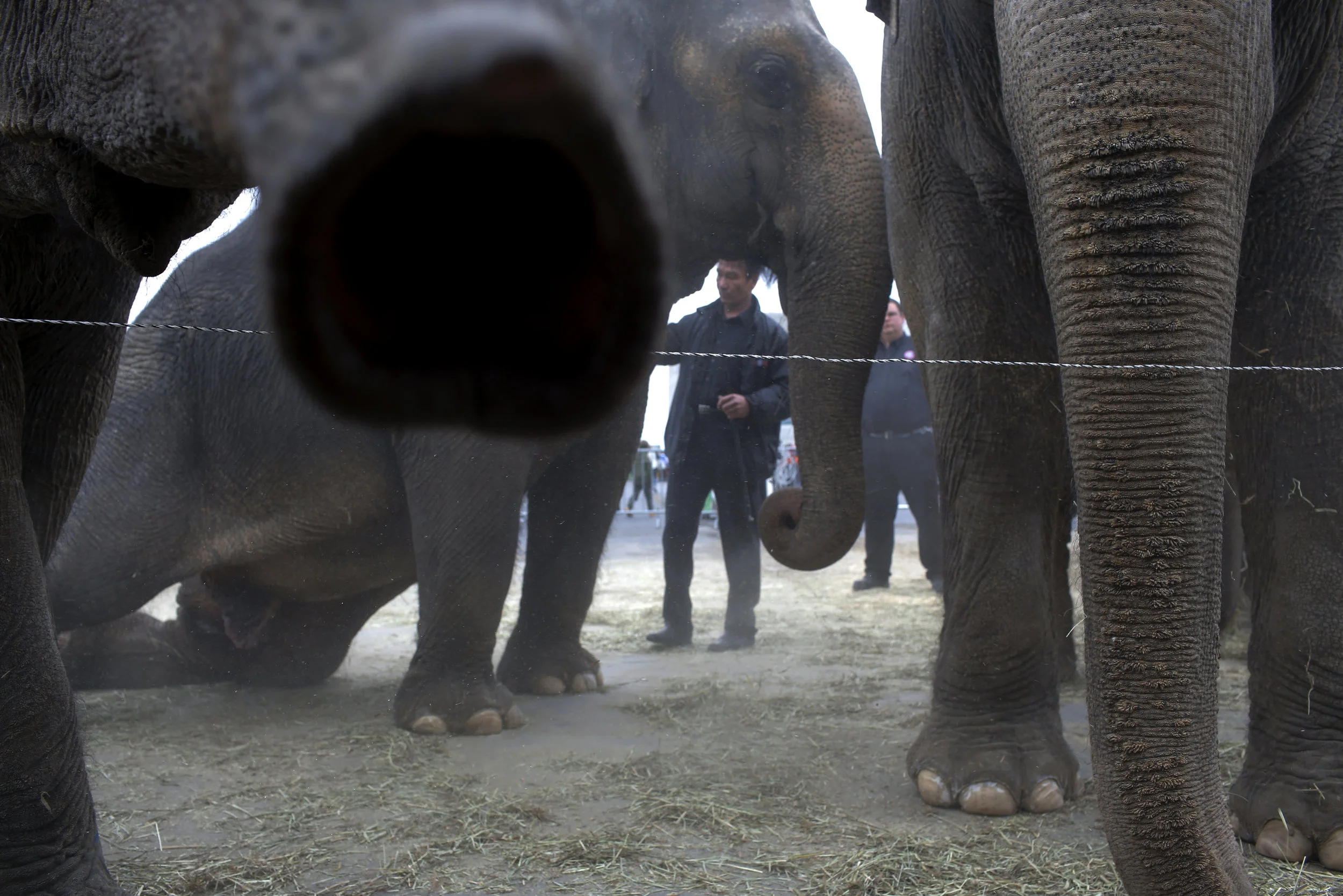 Elephants take a dust bath on sand spread across the car park of the Mohegan Sun arena, replicating the dust baths they would take in their natural environment.