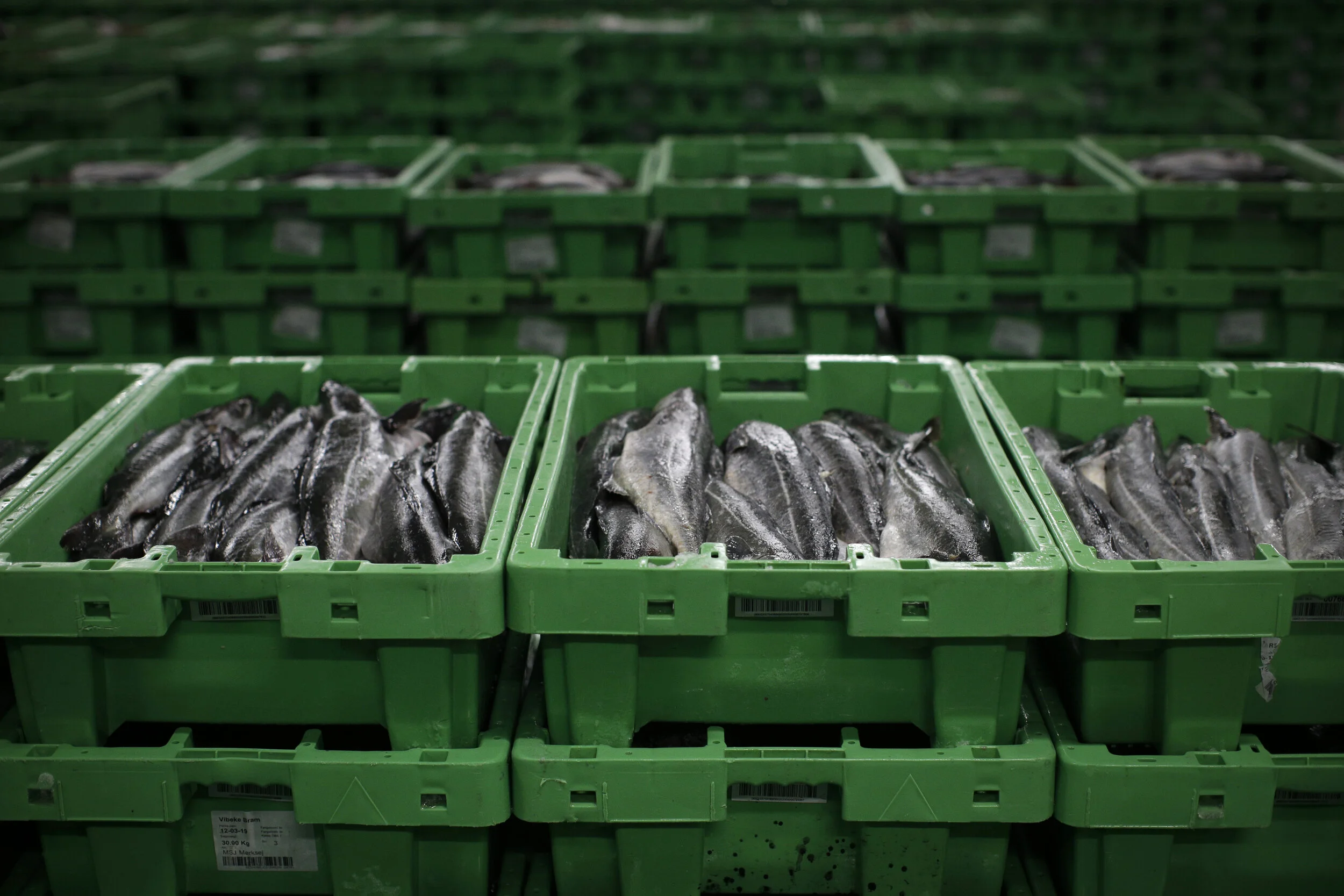  A haul of fish from the British waters of the North Sea is seen in a storage facility at the fish auction house in Thyborøn. It’s estimated that up to 40% of Danish fish are caught in British waters.   