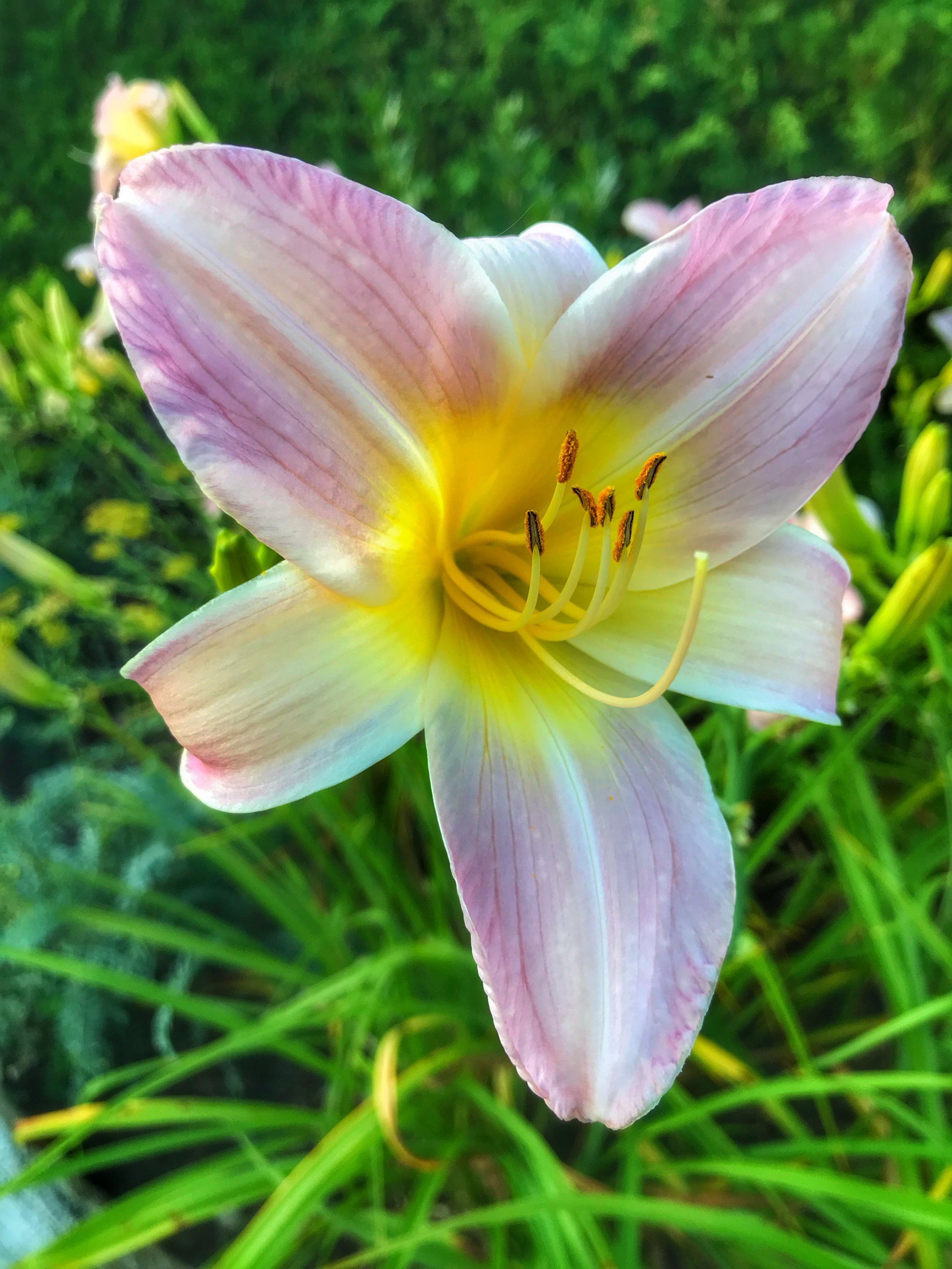 Another Daylily